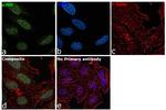 p300 Antibody in Immunocytochemistry (ICC/IF)