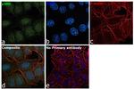 p300 Antibody in Immunocytochemistry (ICC/IF)