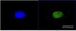 p300 Antibody in Immunocytochemistry (ICC/IF)