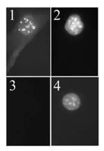 p19ARF Antibody in Immunocytochemistry (ICC/IF)