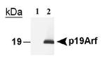 p19ARF Antibody in Western Blot (WB)