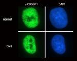 CUGBP1 Antibody in Immunocytochemistry (ICC/IF)