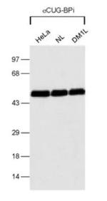 CUGBP1 Antibody in Western Blot (WB)