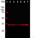 GAPDH Antibody in Western Blot (WB)