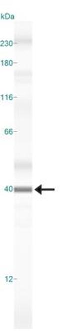 Caspase 3 Antibody in Western Blot (WB)