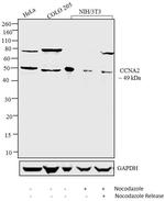 Cyclin A2 Antibody