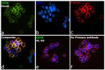 CD38 Antibody in Immunocytochemistry (ICC/IF)