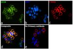 CD38 Antibody in Immunocytochemistry (ICC/IF)