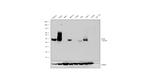 CD38 Antibody in Western Blot (WB)