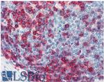 CD43 Antibody in Immunohistochemistry (Paraffin) (IHC (P))