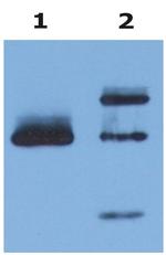 HLA-G Antibody in Immunoprecipitation (IP)