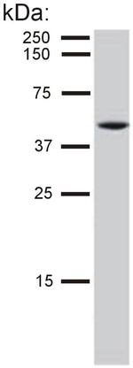 Cytokeratin 8 Antibody in Western Blot (WB)