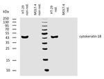 Cytokeratin 18 Antibody in Western Blot (WB)