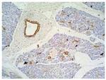 Cytokeratin 7/17 Antibody in Immunohistochemistry (Paraffin) (IHC (P))