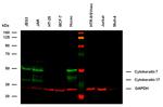 Cytokeratin 7/17 Antibody in Western Blot (WB)