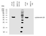 Cytokeratin 18 Antibody in Western Blot (WB)