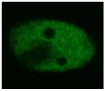 p53 Antibody in Immunocytochemistry (ICC/IF)