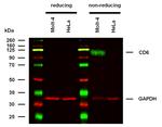 CD6 Antibody in Western Blot (WB)