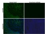 CD45RB Antibody in Immunohistochemistry (Paraffin) (IHC (P))