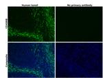 CD45RB Antibody in Immunohistochemistry (Paraffin) (IHC (P))