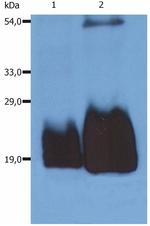 CD59 Antibody in Western Blot (WB)