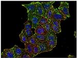 Transferrin Receptor Antibody in Immunocytochemistry (ICC/IF)