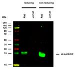 HLA-DR/DP Antibody in Western Blot (WB)