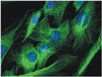 alpha Tubulin Antibody in Immunocytochemistry (ICC/IF)