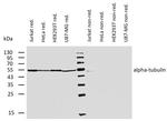 alpha Tubulin Antibody in Western Blot (WB)