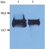 Human Serum Albumin Antibody in Western Blot (WB)