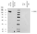 CD34 Antibody in Western Blot (WB)