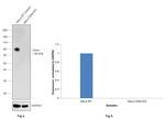 CD44 Antibody in Western Blot (WB)