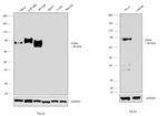 CD44 Antibody in Western Blot (WB)