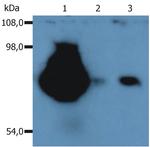 CD44 Antibody in Western Blot (WB)