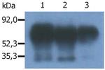 PAG1 Antibody in Immunoprecipitation (IP)