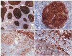 PAG1 Antibody in Immunohistochemistry (Paraffin) (IHC (P))