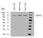 STAT1 Antibody in Western Blot (WB)