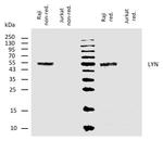 Lyn Antibody in Western Blot (WB)