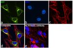 AFP Antibody in Immunocytochemistry (ICC/IF)