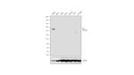 AFP Antibody in Western Blot (WB)