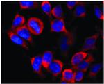 Kinesin 5B Antibody in Immunocytochemistry (ICC/IF)