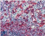 HLA-E Antibody in Immunohistochemistry (Paraffin) (IHC (P))