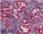 HLA-E Antibody in Immunohistochemistry (Paraffin) (IHC (P))