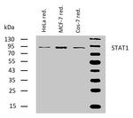 STAT1 Antibody in Western Blot (WB)