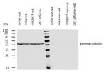 gamma Tubulin Antibody in Western Blot (WB)