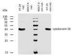 Cytokeratin 18 Antibody in Western Blot (WB)