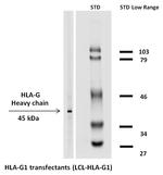 HLA-G Antibody in Western Blot (WB)