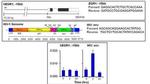 FLI1 Antibody