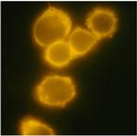 CD34 Antibody in Immunocytochemistry (ICC/IF)