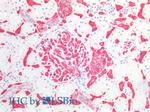 Blood Group A Antigen Antibody in Immunohistochemistry (Paraffin) (IHC (P))